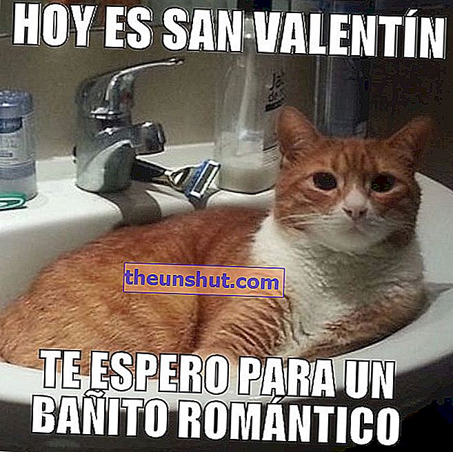 meme gatto romantico