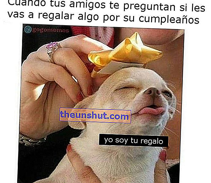 Chihuahua cadou de ziua de nastere meme 02