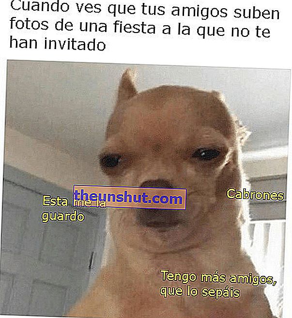 Chihuahua rođendanski mem 02