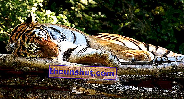 tigre di pixabay